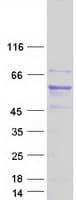 Human ATL1 Protein (Recombinant Myc-DDK (Flag))
