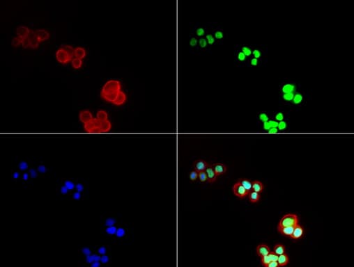 TP53 / p53 Antibody (clone UMAB62, Carrier-free)