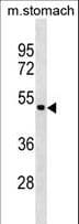 ANXA10 / Annexin A10 Antibody (aa274-300)