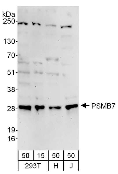 PSMB7 Antibody (aa150-200)