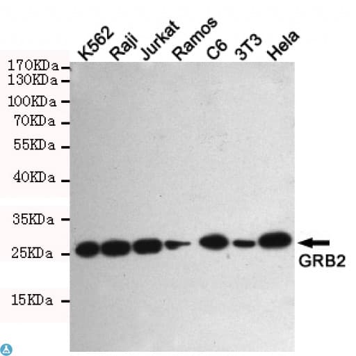 GRB2 Antibody