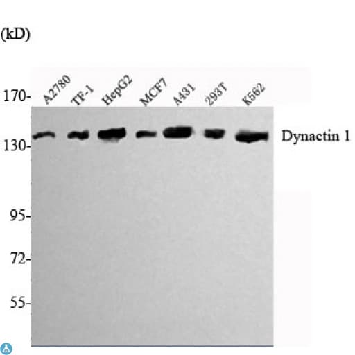 DCTN1 / Dynactin 1 Antibody