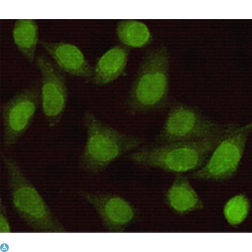 SMAD2 Antibody