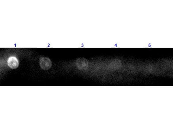 Polyclonal Rabbit Anti-Sheep IgG Secondary Antibody (TRITC, IF)