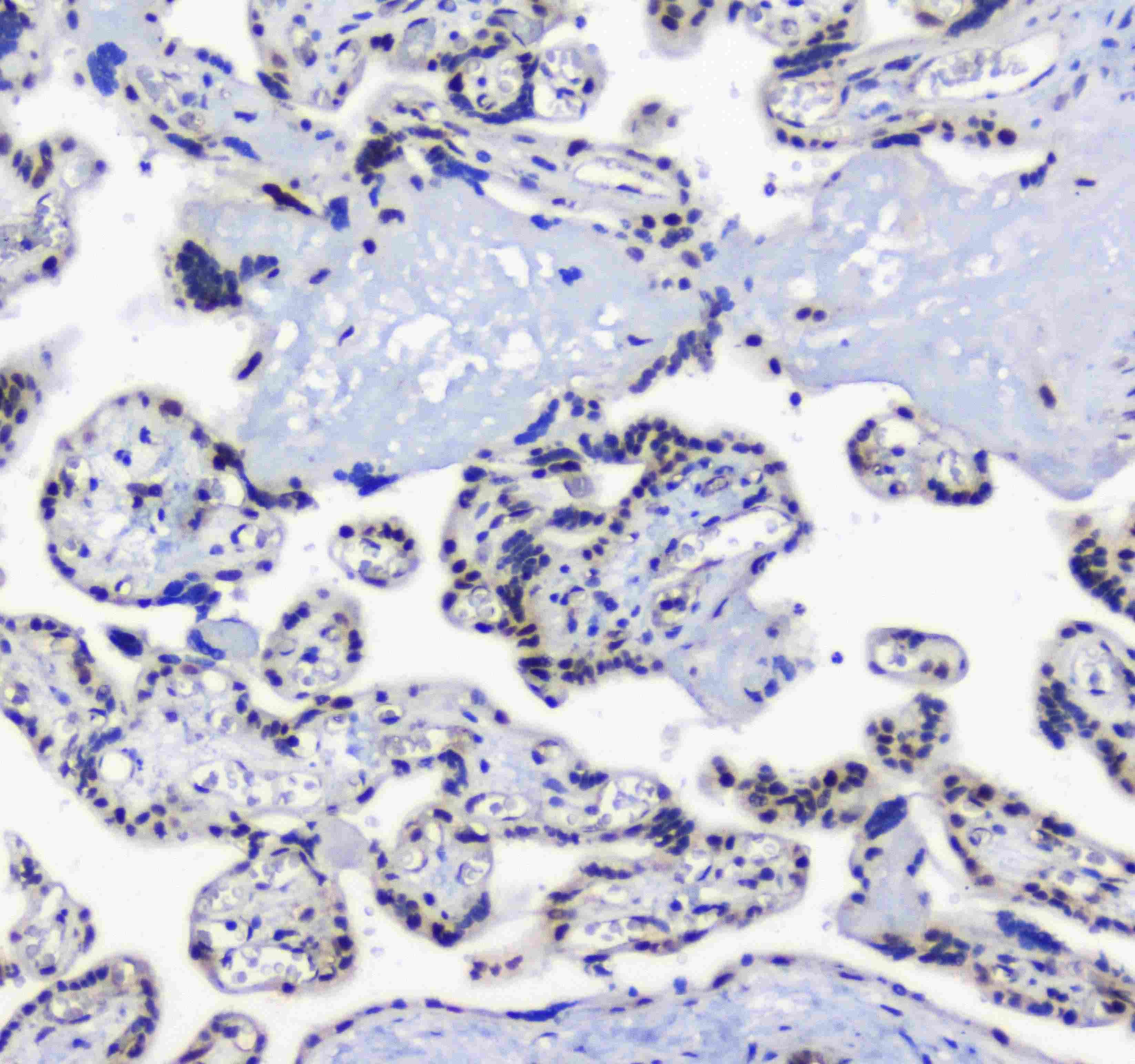 SF1 Antibody