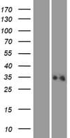 ALG1L2 Protein (Over-Expression Lysate Myc-DDK (Flag))