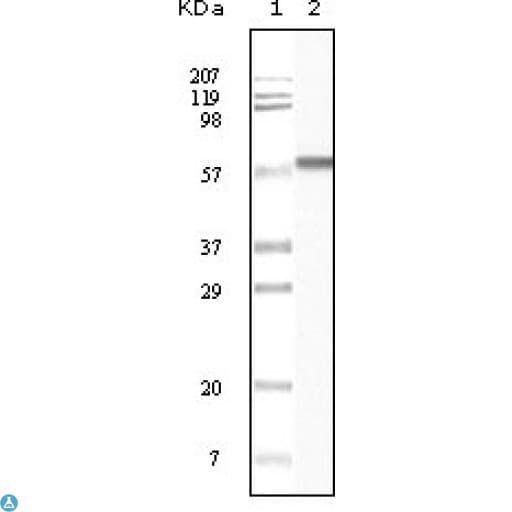 Monoclonal Mouse anti-Human CSNK1A1 / CK1 Alpha Antibody (IHC, WB)