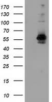 SNX8 Antibody (clone OTI1E5)