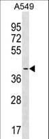 SIRPB1 / CD172b Antibody (aa107-134)