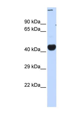 CREBZF / Zhangfei Antibody (C-Terminus)