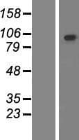 PCDHGB2 Protein (Over-Expression Lysate Myc-DDK (Flag))