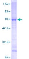 Human MRPL19 Protein (Recombinant GST)