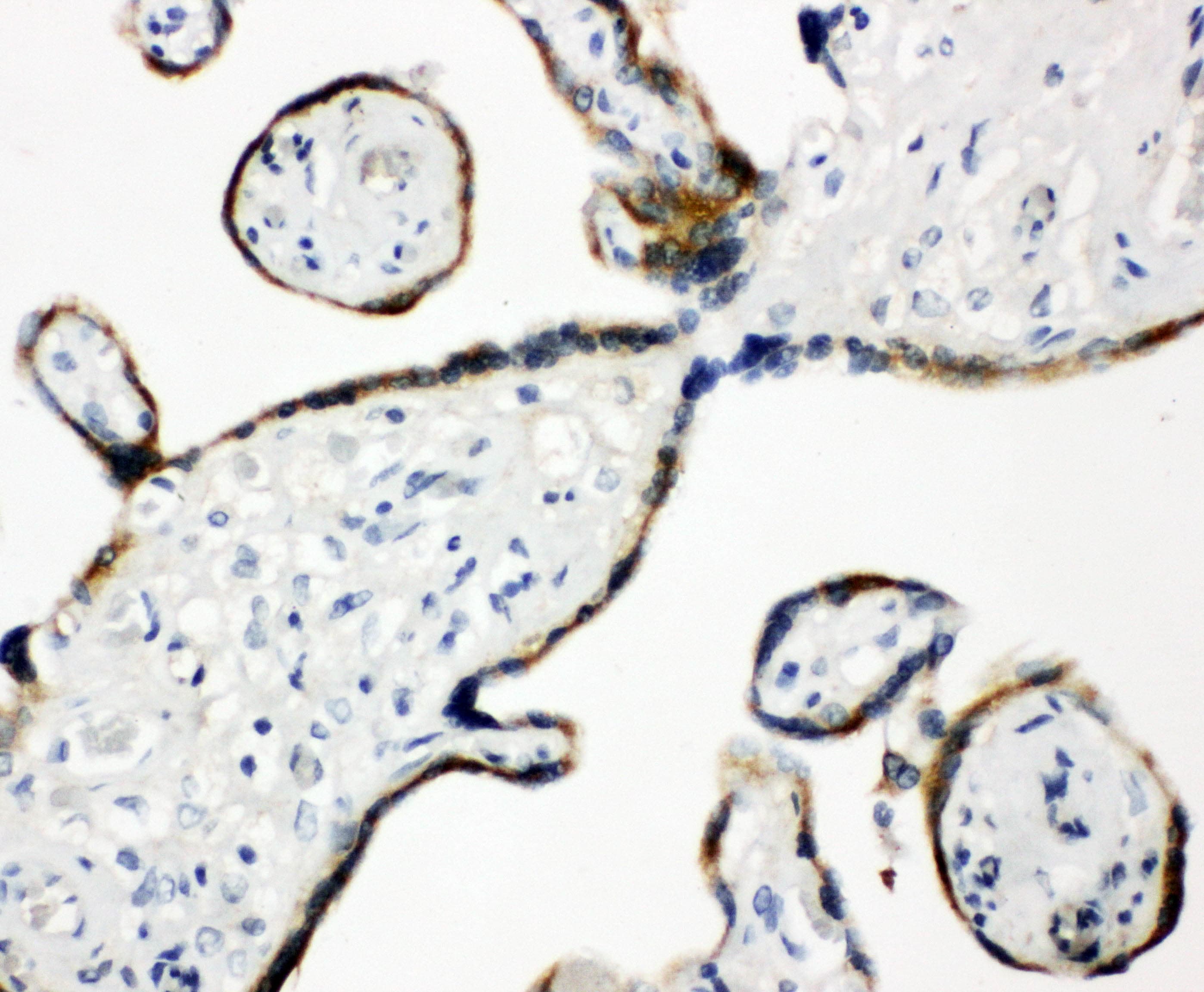 Polyclonal Rabbit anti-Human PDIA3 / ERp57 Antibody (aa172-188, IHC, WB)