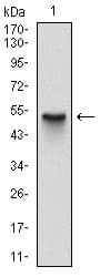 Monoclonal Mouse anti-Human SKP1 Antibody (clone 4E+11, IHC, IF, WB)
