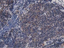 DNAJA2 Antibody (clone OTI3A1)