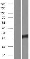 LOC729020 Protein (Over-Expression Lysate Myc-DDK (Flag))