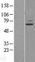 Human STAM2 Protein (Over-Expression Lysate Myc-DDK (Flag))