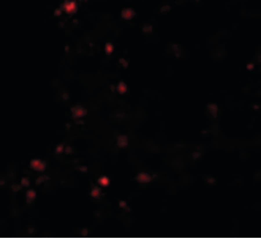 ZSCAN4 Antibody