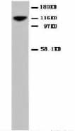 NCAM / CD56 Antibody (C-Terminus)