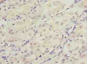 DDIT3 / CHOP Antibody