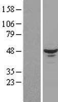 RBM17 Protein (Over-Expression Lysate Myc-DDK (Flag))
