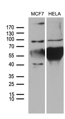 NLRX1 Antibody (aa866-975, clone OTI4H8)