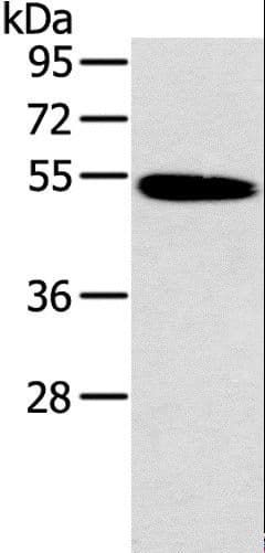 Polyclonal Rabbit anti-Human HRH1 / Histamine H1 Receptor Antibody (IHC, WB)