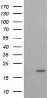 LMO2 Antibody (clone OTI1C8)