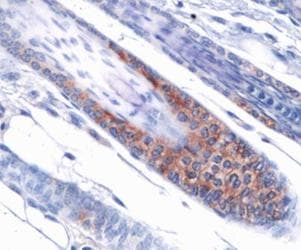 OPA1 Antibody (clone 1E8-1D9)