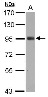 SH2D3C / NSP3 Antibody (C-Terminus)