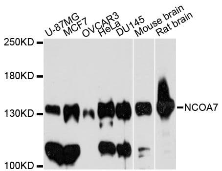 Polyclonal Rabbit anti-Human NCOA7 Antibody (WB)