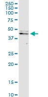 CASP9 / Caspase 9 Antibody (clone 3B8-4G2)