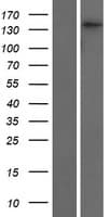 SMC4 Protein (Over-Expression Lysate Myc-DDK (Flag))