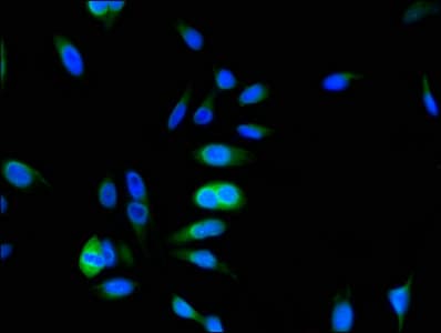 ARL6IP5 Antibody