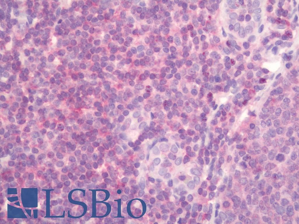 IHC-plus™ F Actin Antibody (N-Terminus)