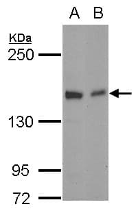 GLG1 / MG160 Antibody (C-Terminus)