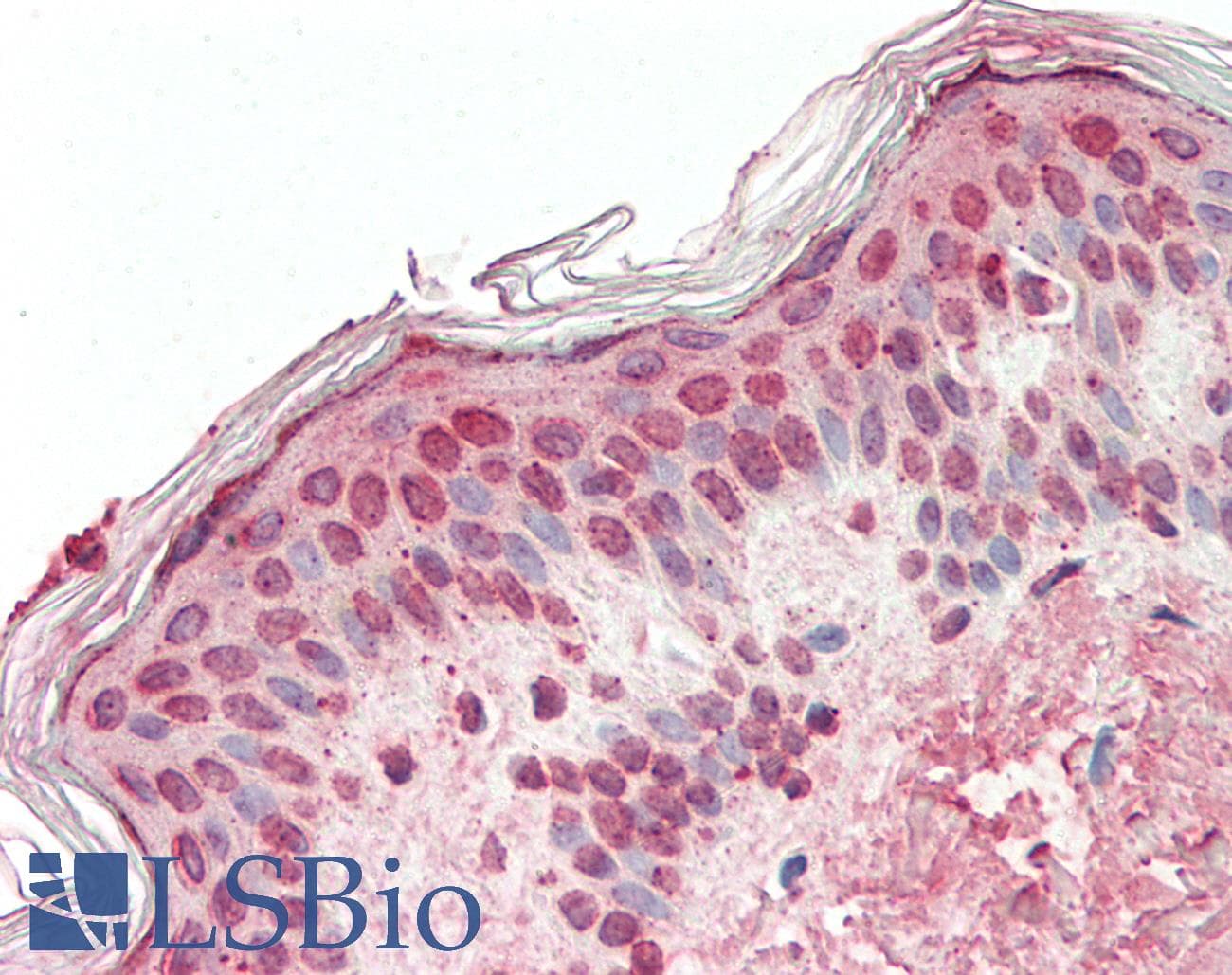 Polyclonal Rabbit anti-Human PBX2 Antibody (N-Terminus, IHC, WB)
