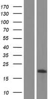 TMEM160 Protein (Over-Expression Lysate Myc-DDK (Flag))