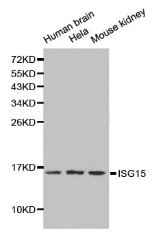 Polyclonal Rabbit anti-Human ISG15 Antibody (IHC, WB)