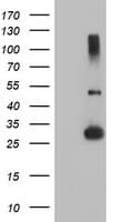 RFXANK Antibody (clone OTI2F12)
