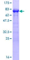 Human PAIP1 Protein (Recombinant GST)