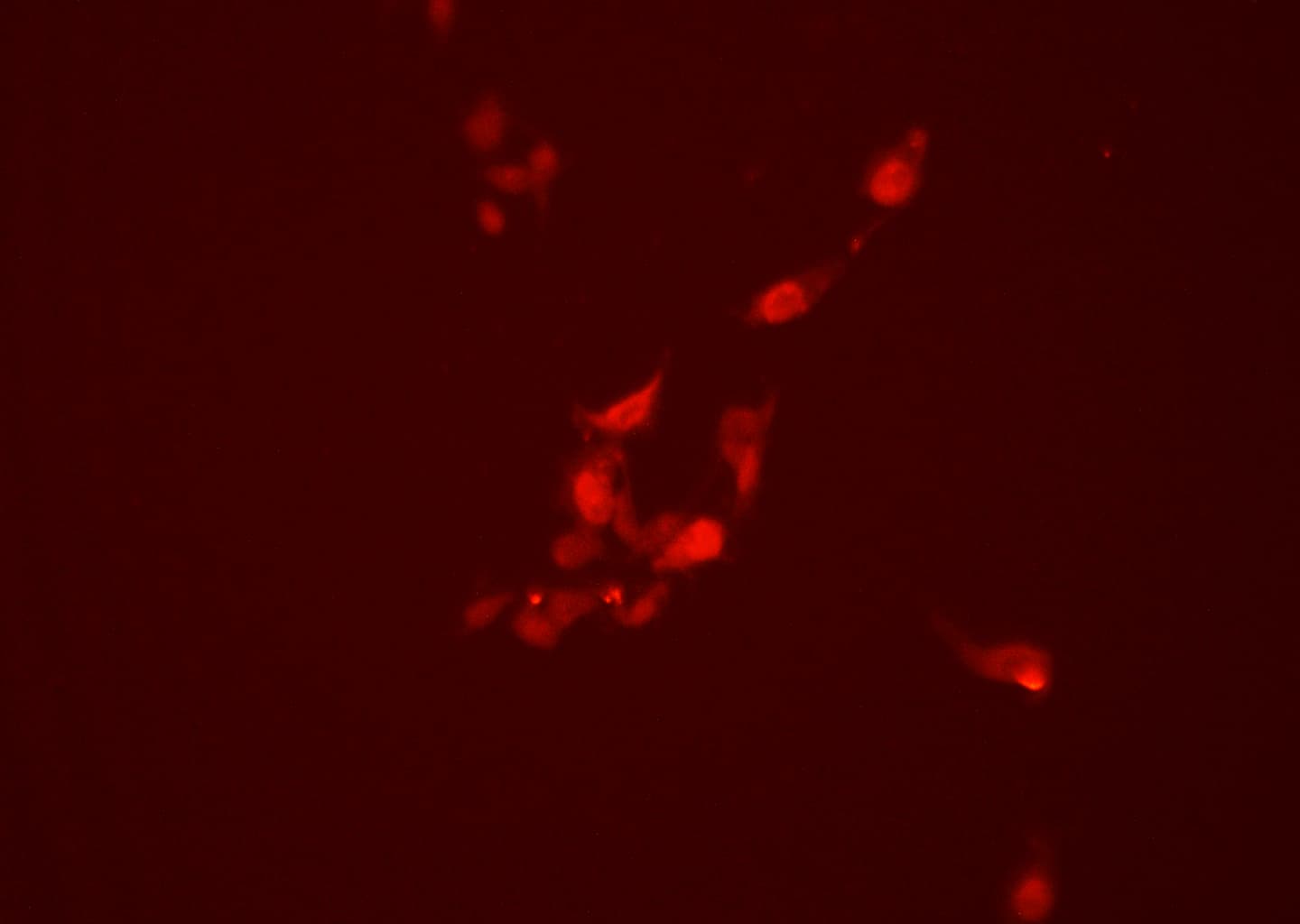 Polyclonal Rabbit anti-Human PML Antibody (IHC, IF, WB)