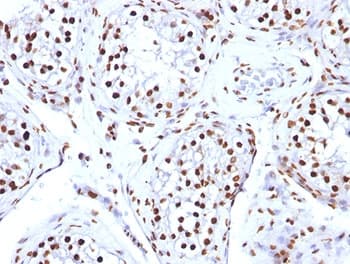 Histone Antibody (clone AE-4)