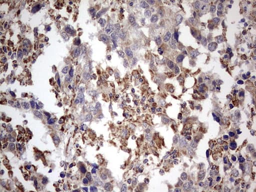 APC Antibody (aa955-1382, clone OTI2B8)