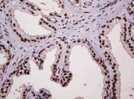PCNA Antibody (clone OTI3D6)