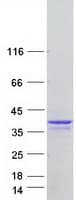Human MORF4L2 / MRGX Protein (Recombinant Myc-DDK (Flag))