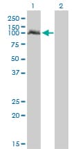 NPAS2 Antibody (clone 6C9)