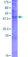 Human OR52E2 Protein (Recombinant GST)