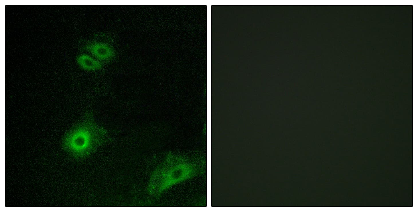 Polyclonal Rabbit anti-Human OR4A16 Antibody (aa261-310, IF, WB)