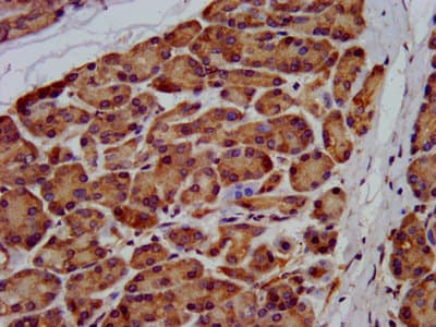 USP24 Antibody